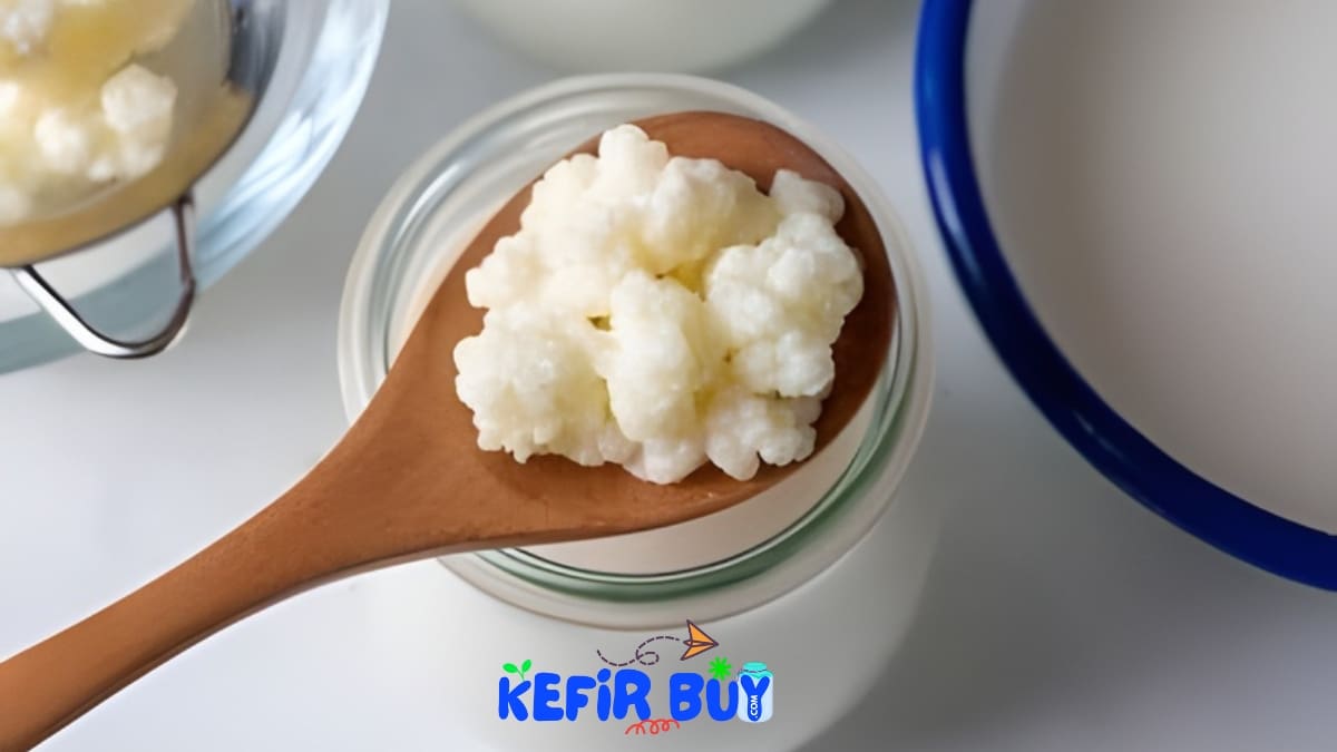 Kefir Grains in Peshawar
