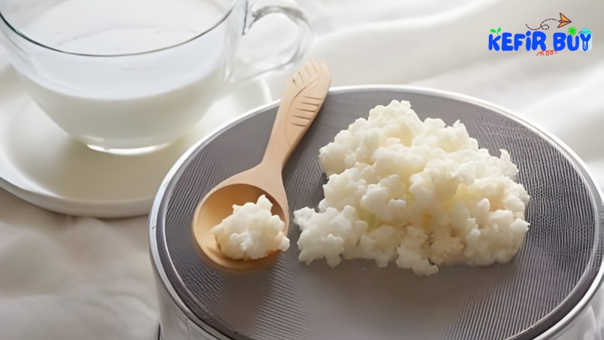 Milk Kefir Grains