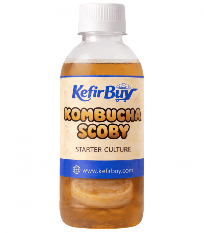 Kombucha Scoby Live Culture