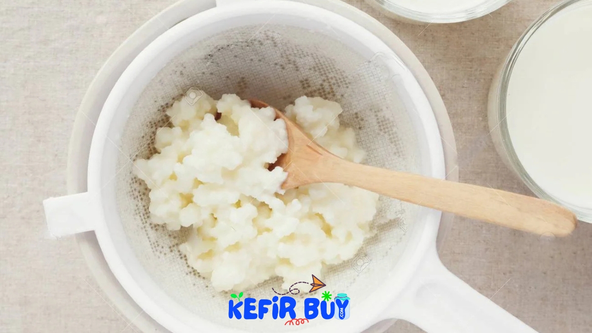 Kefir Starter