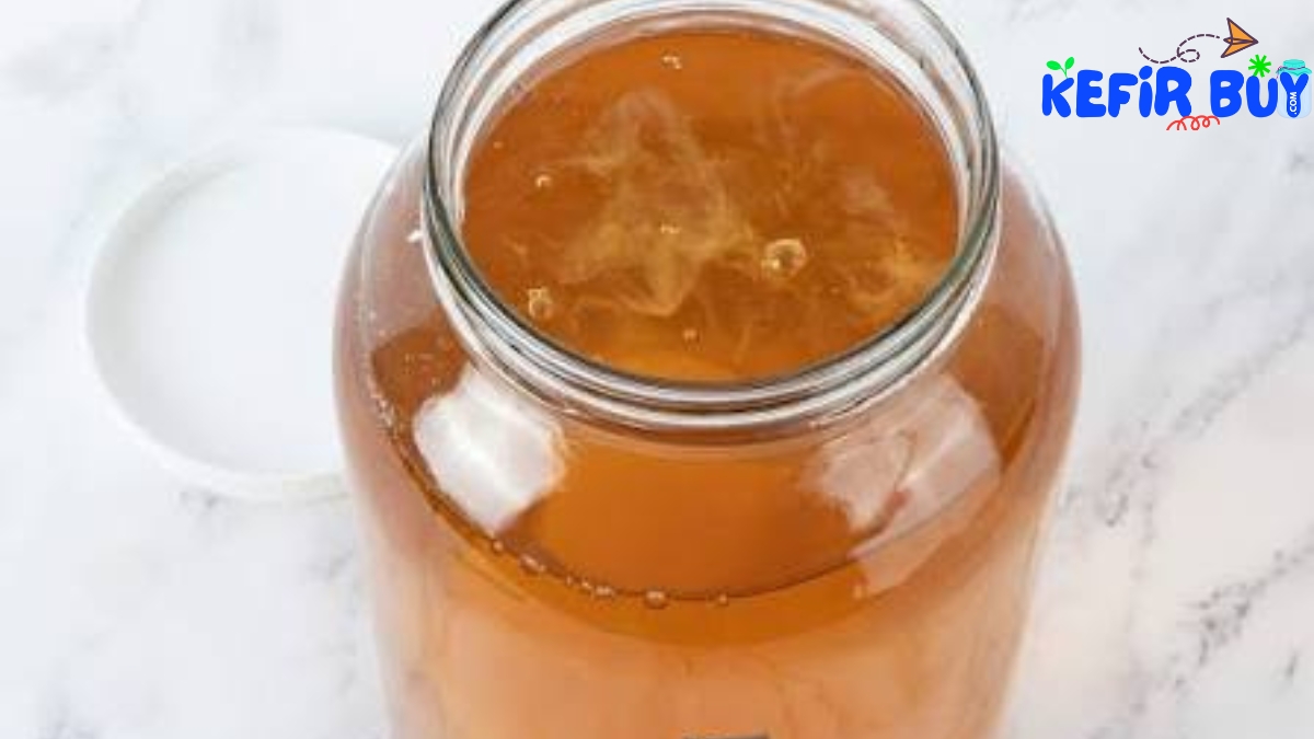 Kombucha Scoby