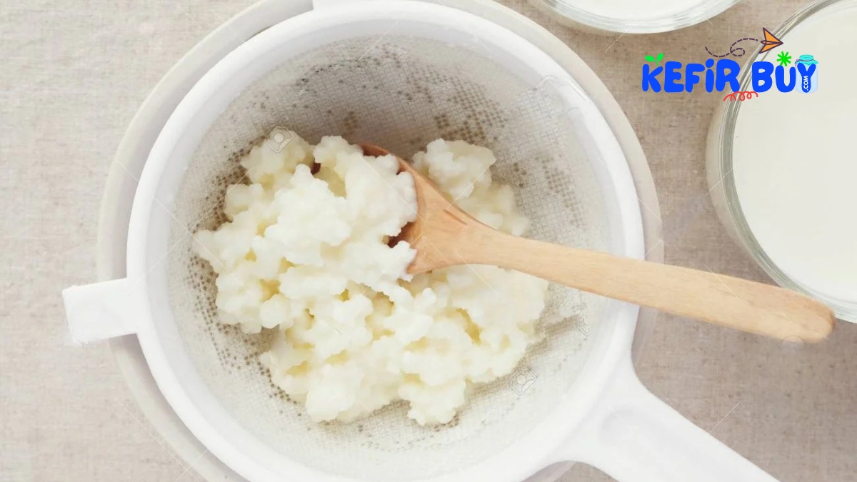 Kefir Grains